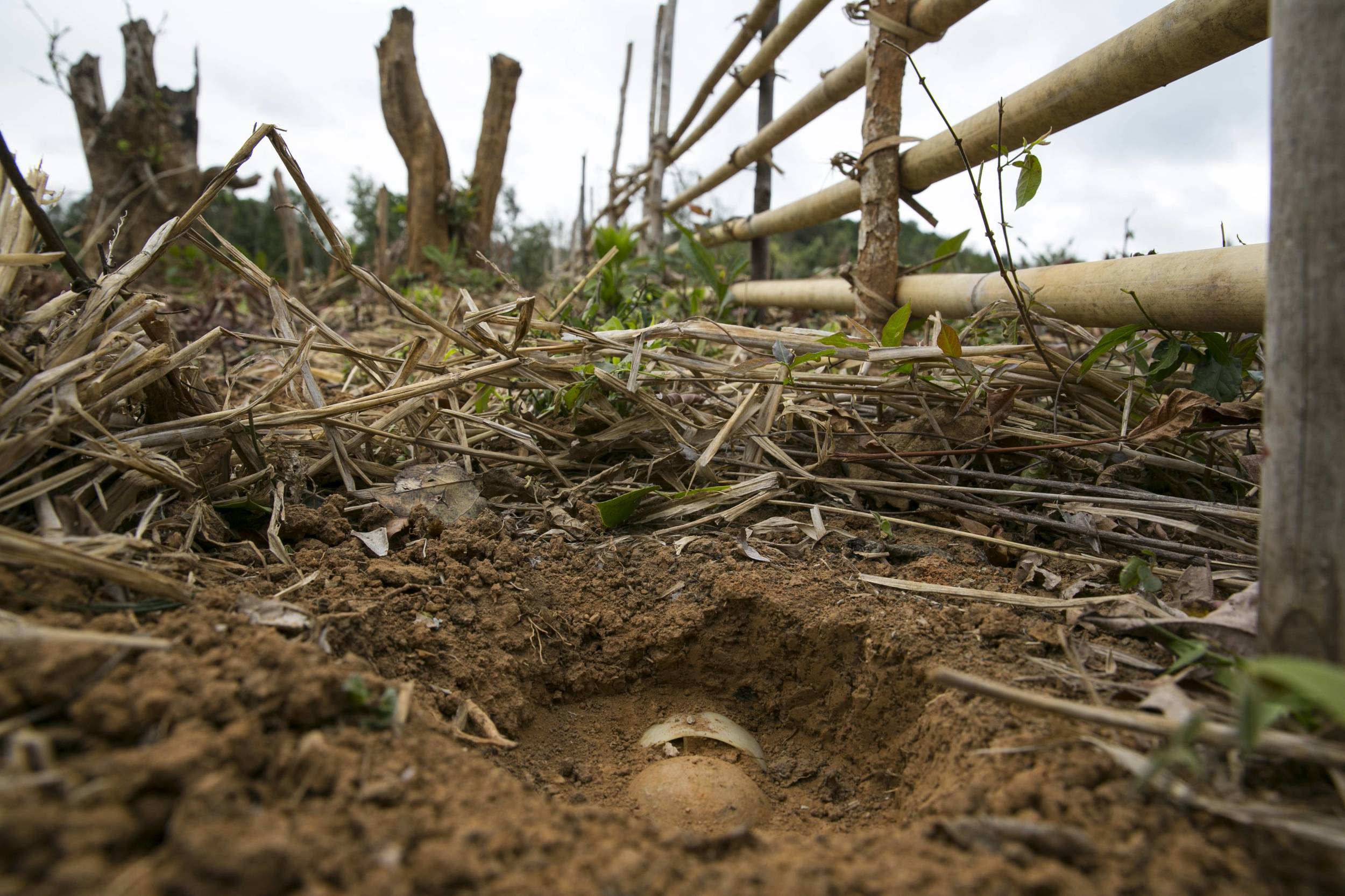 LATEUANG, SEPON DISTRICT, LAOS: A BLU-24 cluster sub-munition found in a field during clearance operations. Approximately 20,000 people have been maimed or killed by cluster munitions in Laos since 1973. Paula Bronstein/Getty Images/ICRC.