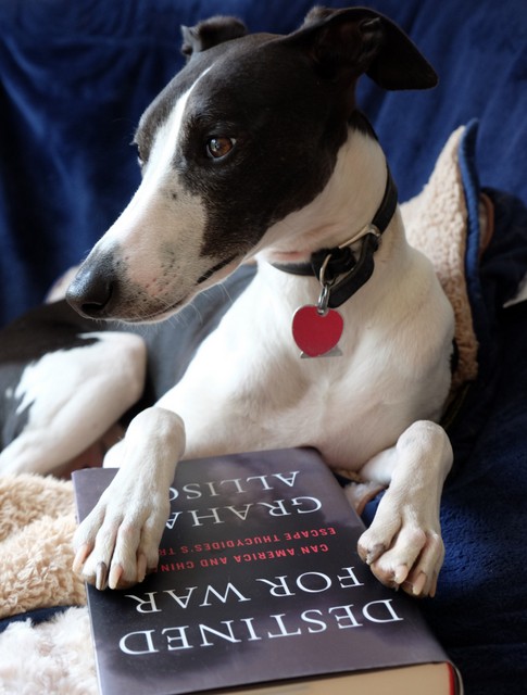 Voracious reader, Instagram Star and Official ICRC in Washington Mascot Charlie the Whippet shares his summer reading pick below!