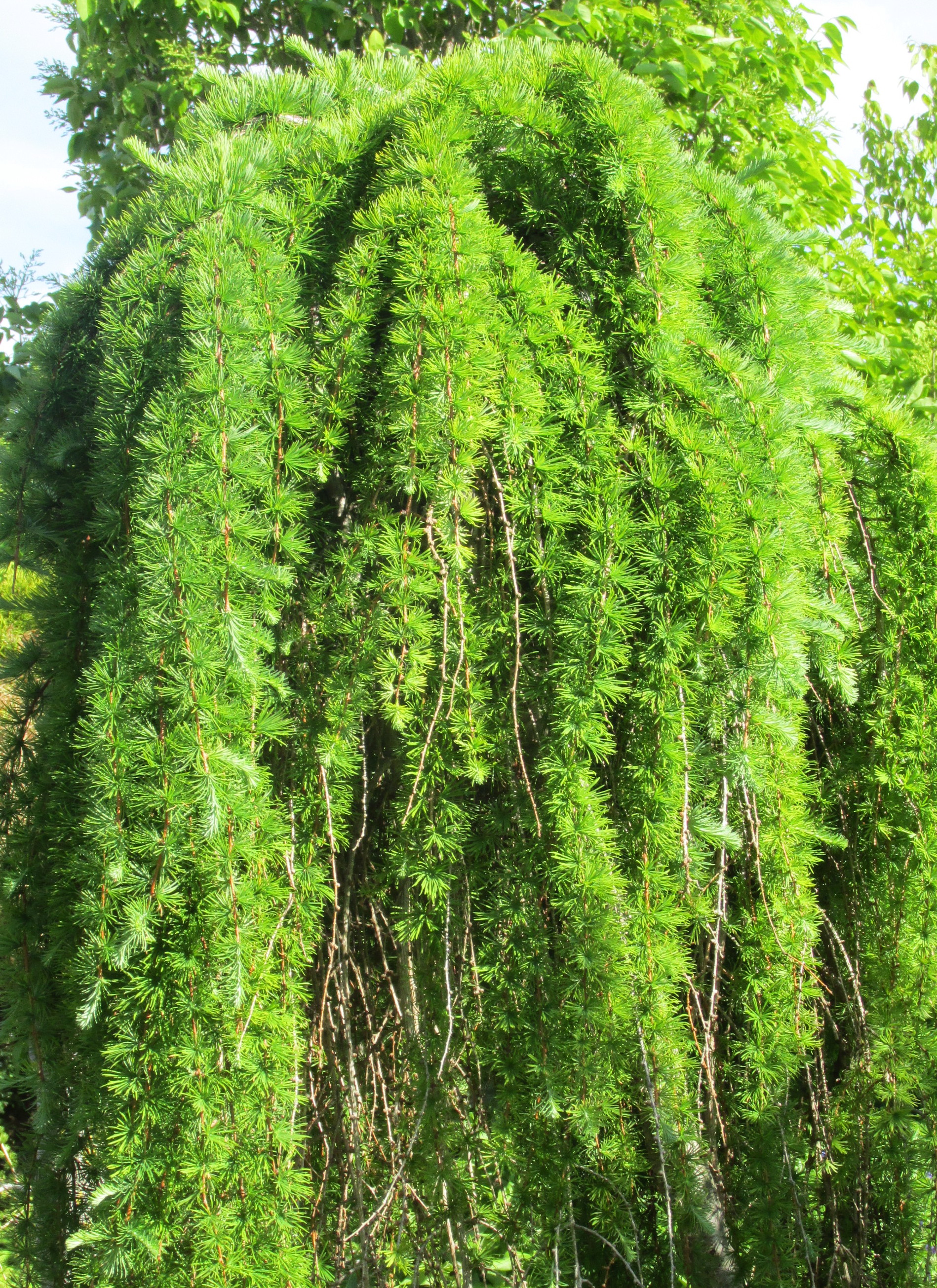 I think this plant is related to cousin "IT".