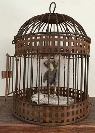 Albert is now at his forever home, but his friends may be at the shows.