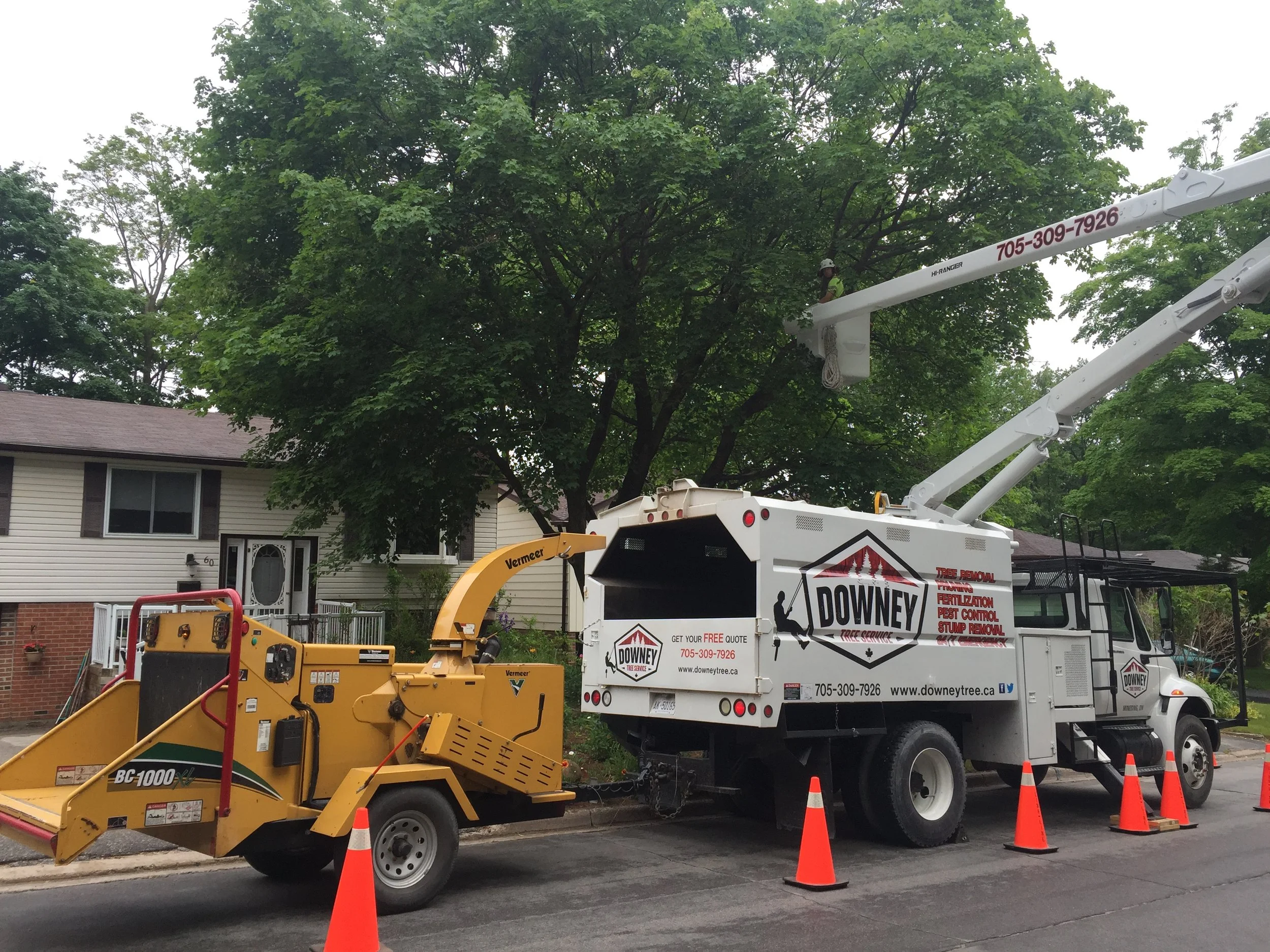 Norway maple removal in Barrie.