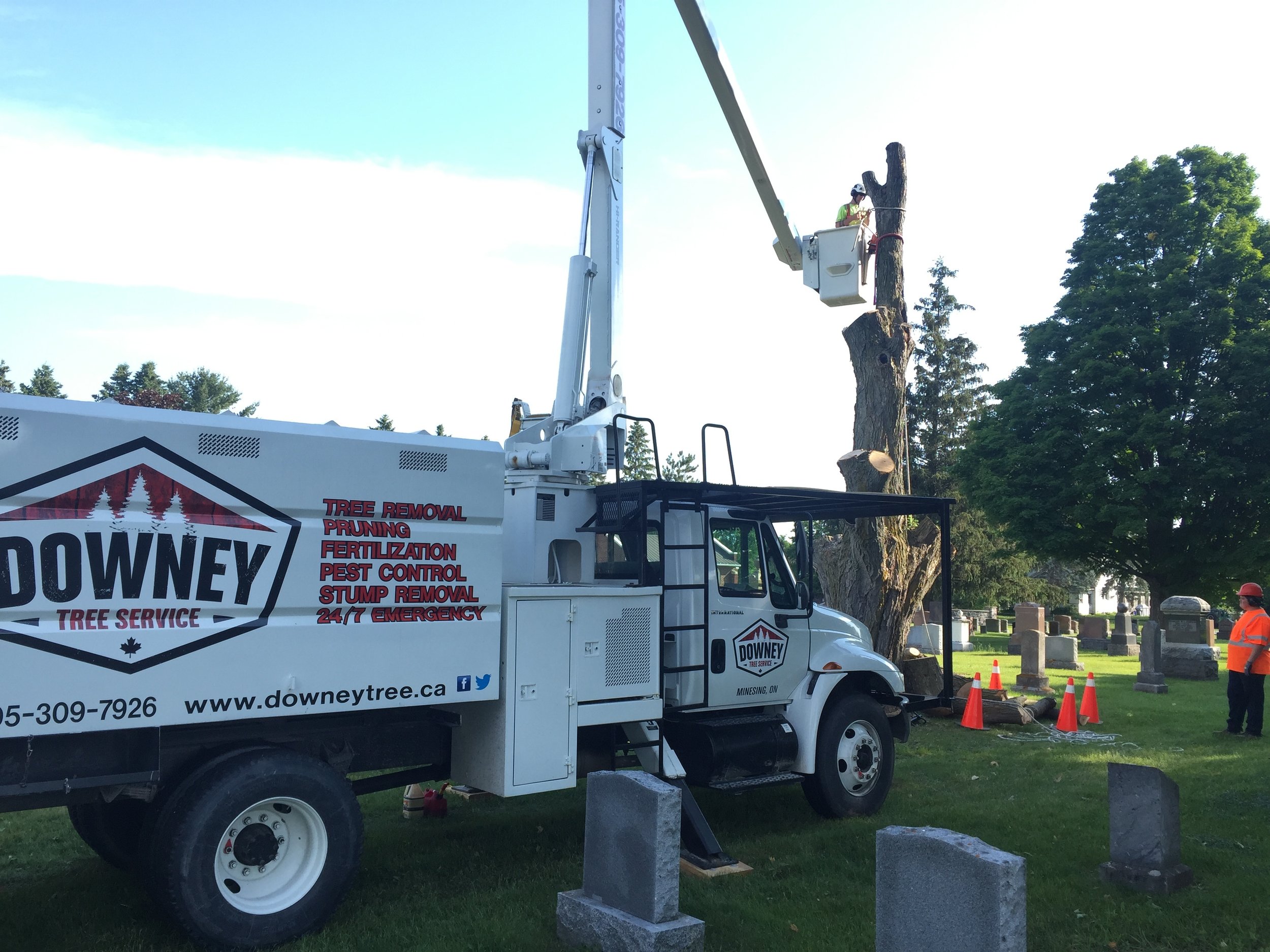  The last stages of a sugar maple removal in the Minesing Union Cemetary . 