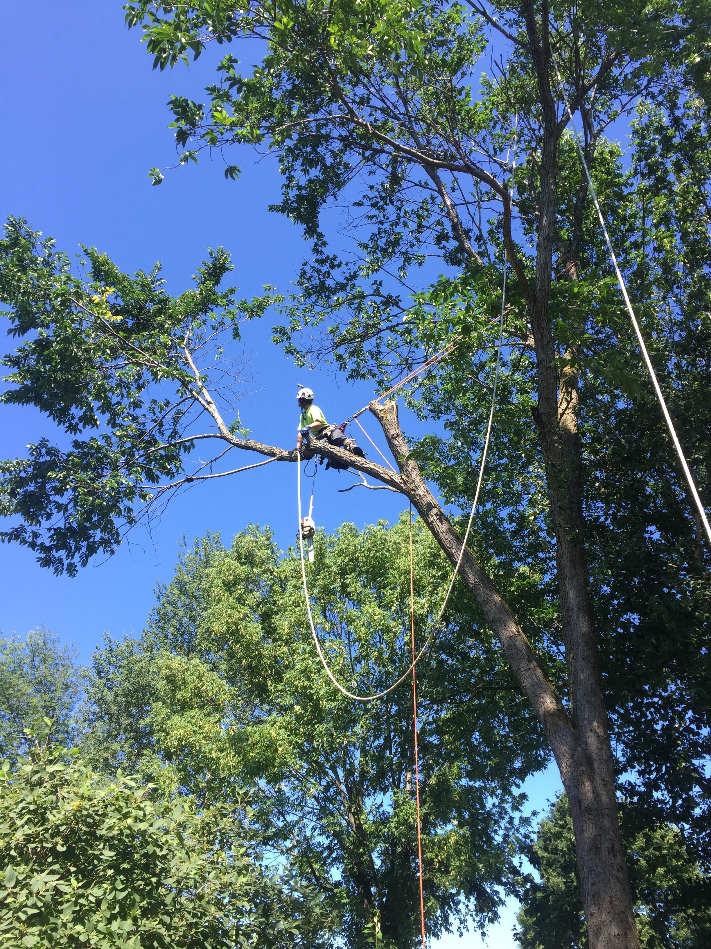  Elm removal in Snow Valley 