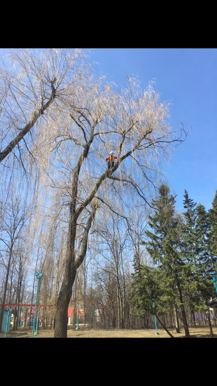  Willow pruning at Canada's Wonderland. 