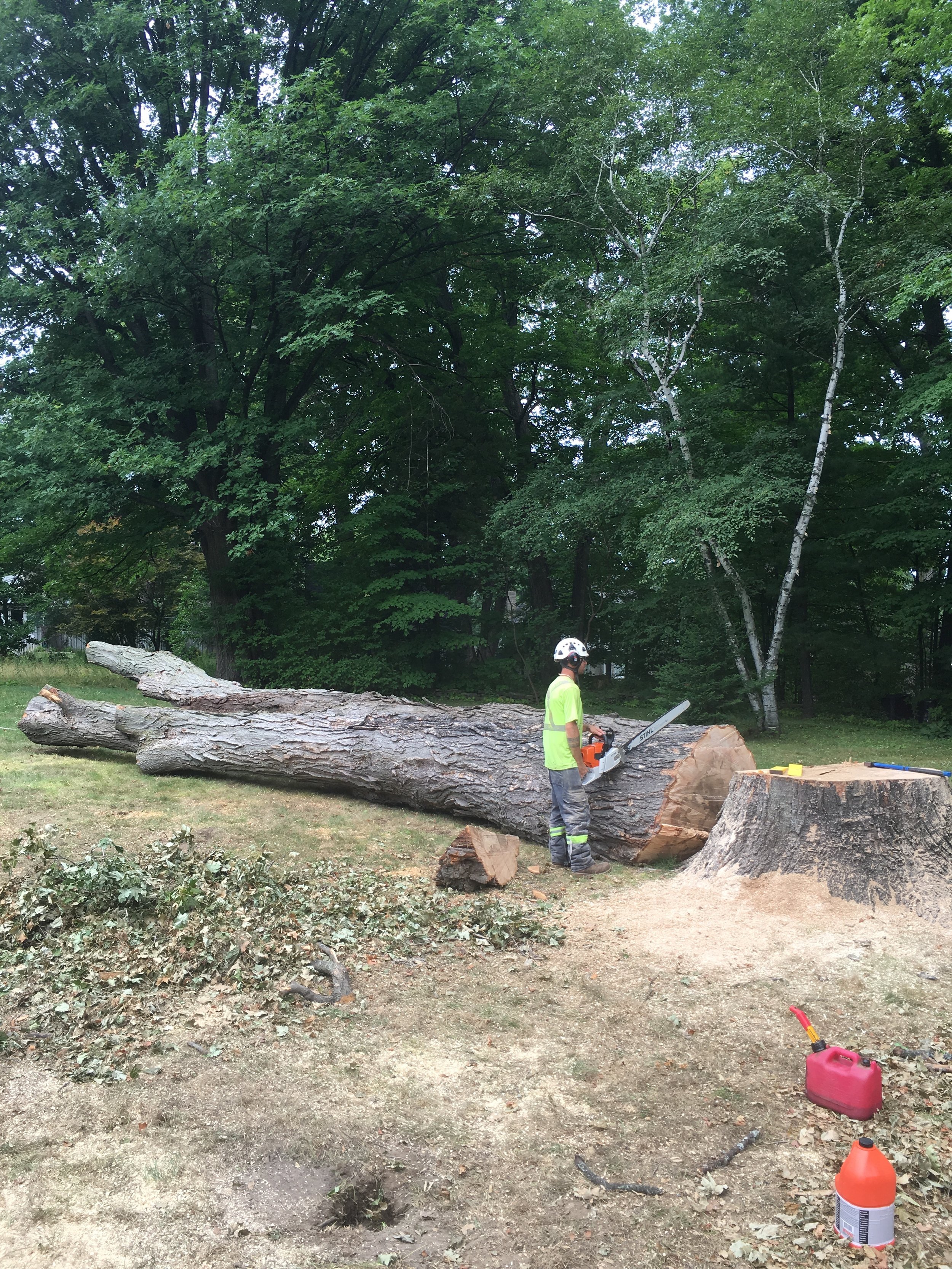  The stem of the Midland sugar maple, finally on the ground. 