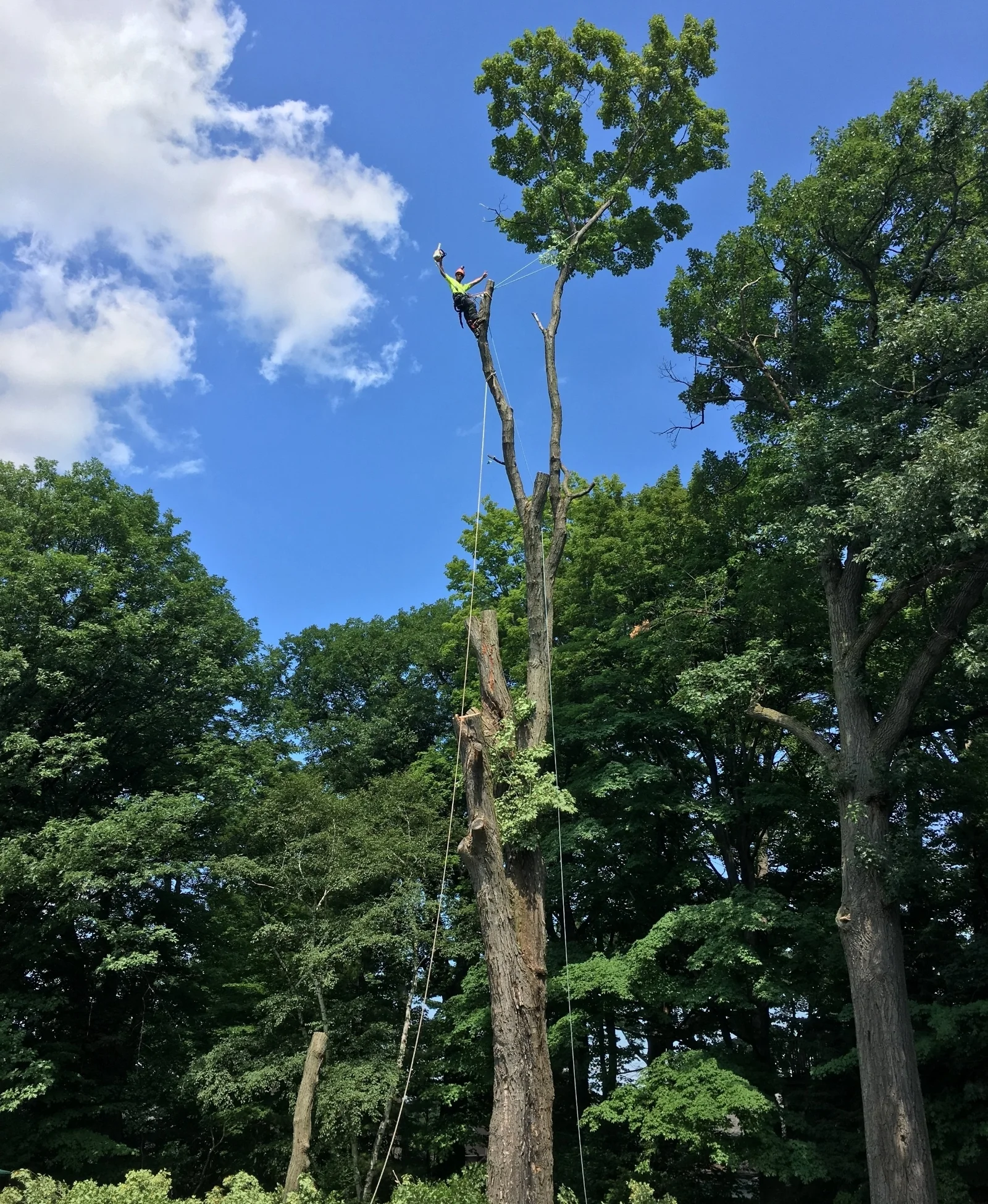Massive sugar maple removal in Midland. Arborist is at approximately 80' in this photo making the final cuts.