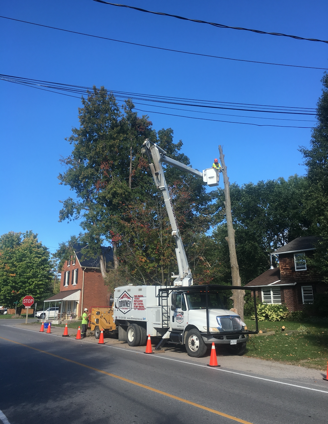 Tree Removal Shanty Bay