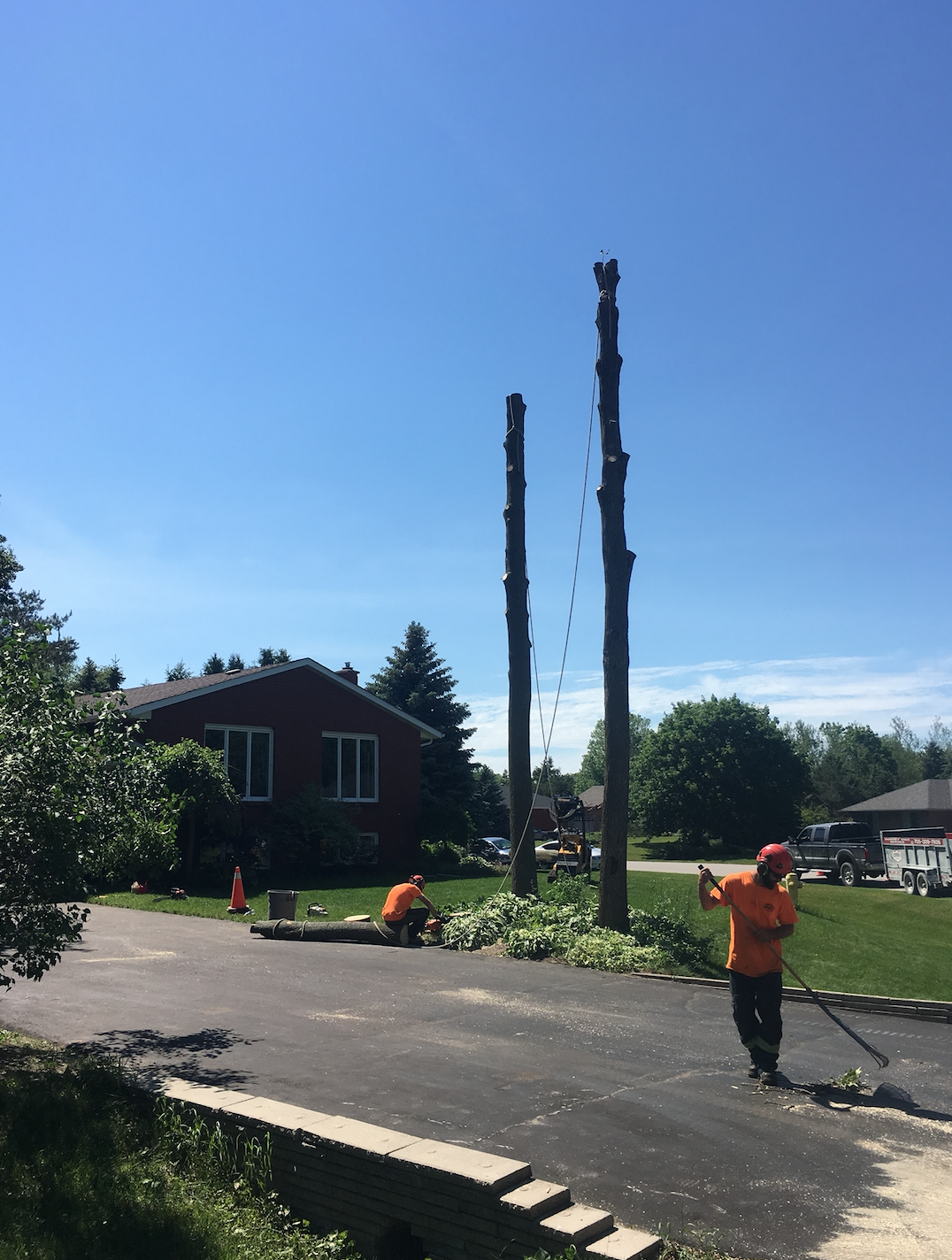 Tree Removal Snowvalley