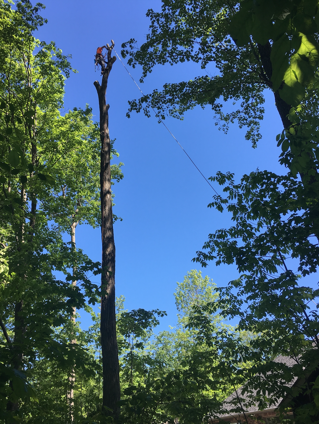 Tree Removal Barrie Arborist