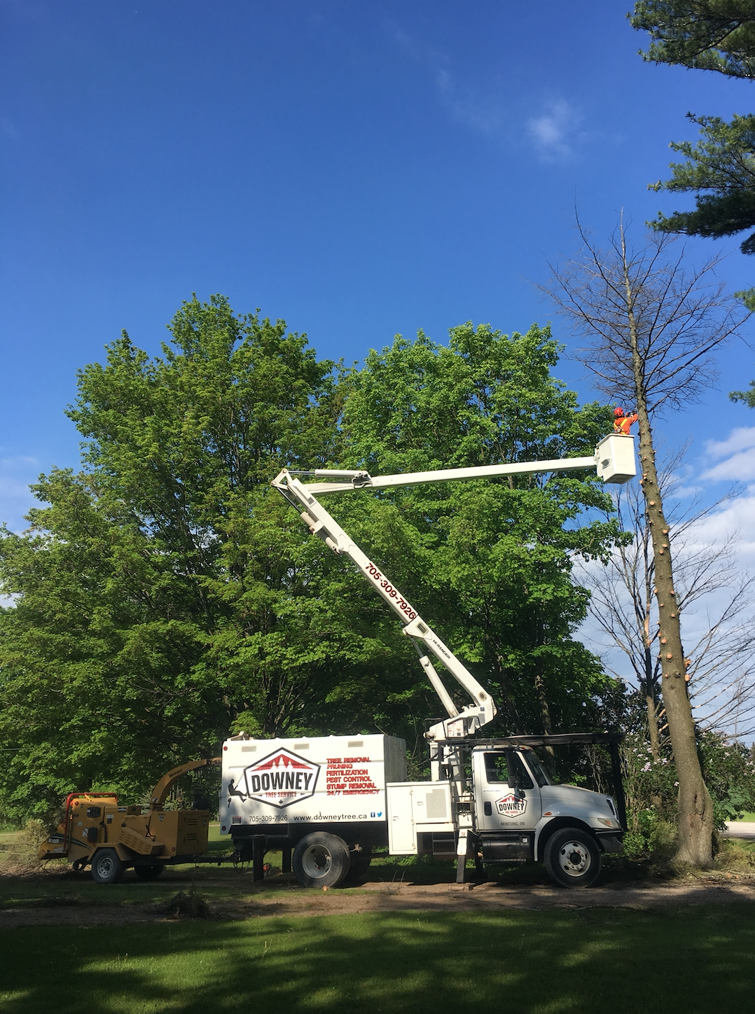 Tree Removal Oro-Medonte