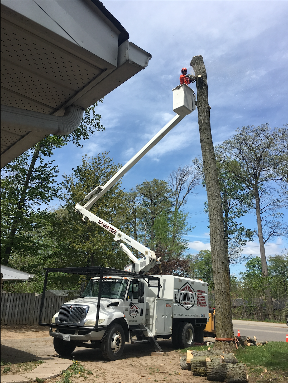 Tree Removal Barrie