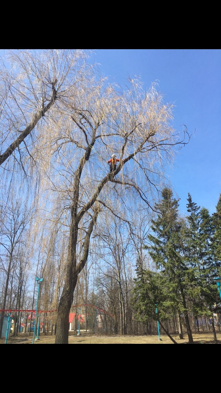 Willow Tree Pruning Barrie