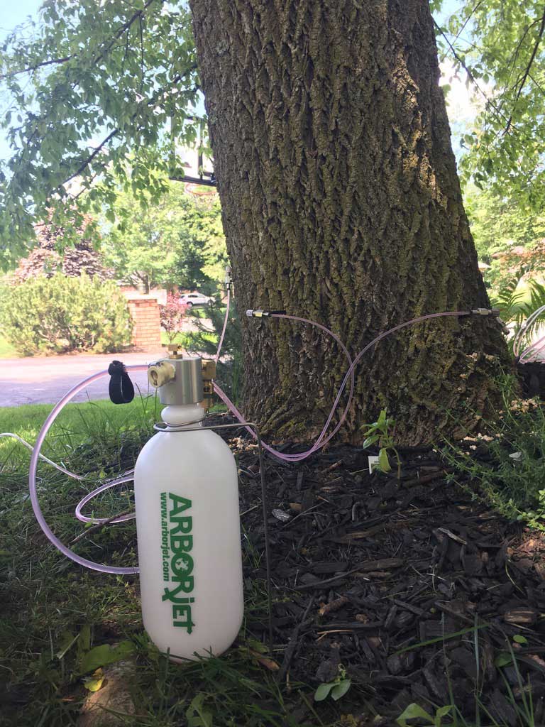 Emerald Ash Borer Injection