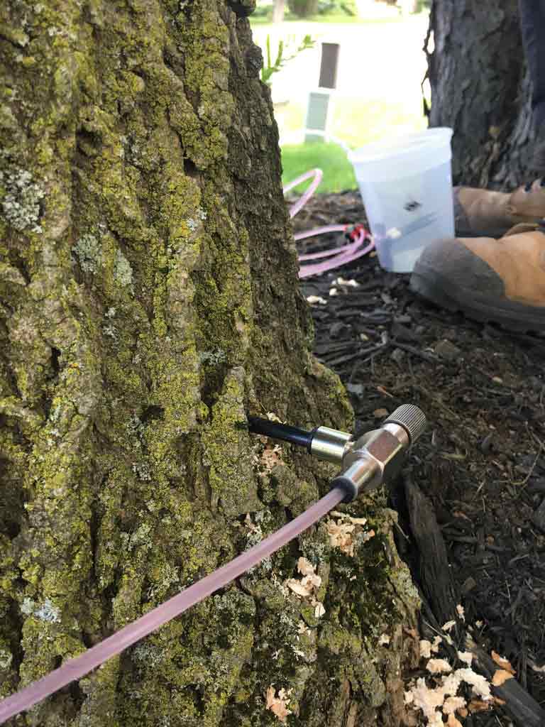 EAB Treatment Barrie