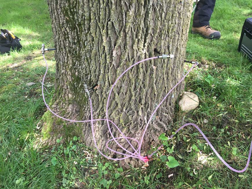 Saving an ash tree in Shanty Bay