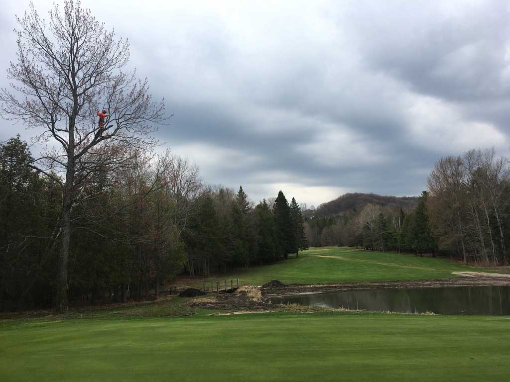 Pruning-Red-Maple-Horseshoe-Valley