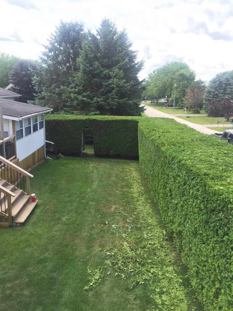 Hedge-Trimming-Shanty-Bay