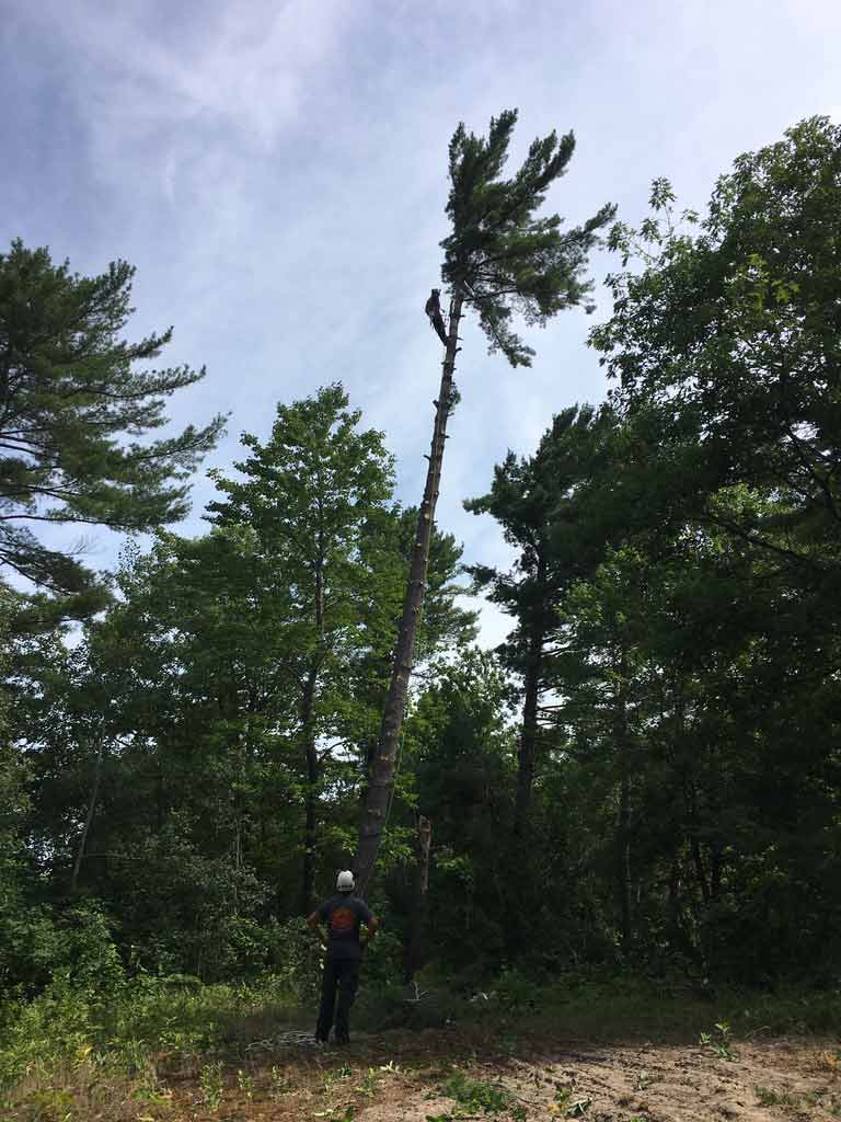 White-Pine-Removal-Wasaga-Beach