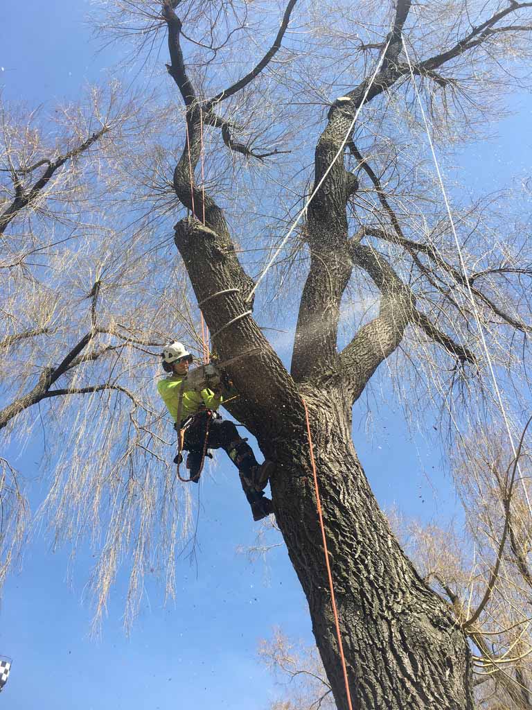 Pruning-Large-Willow-Wonderland