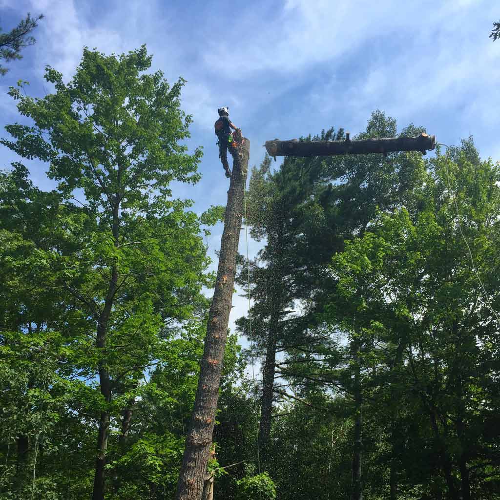 Large-Tree-Removal-Wasaga-Beach