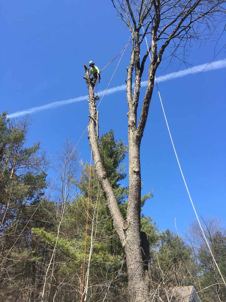 Tree-Removal-Midhurst