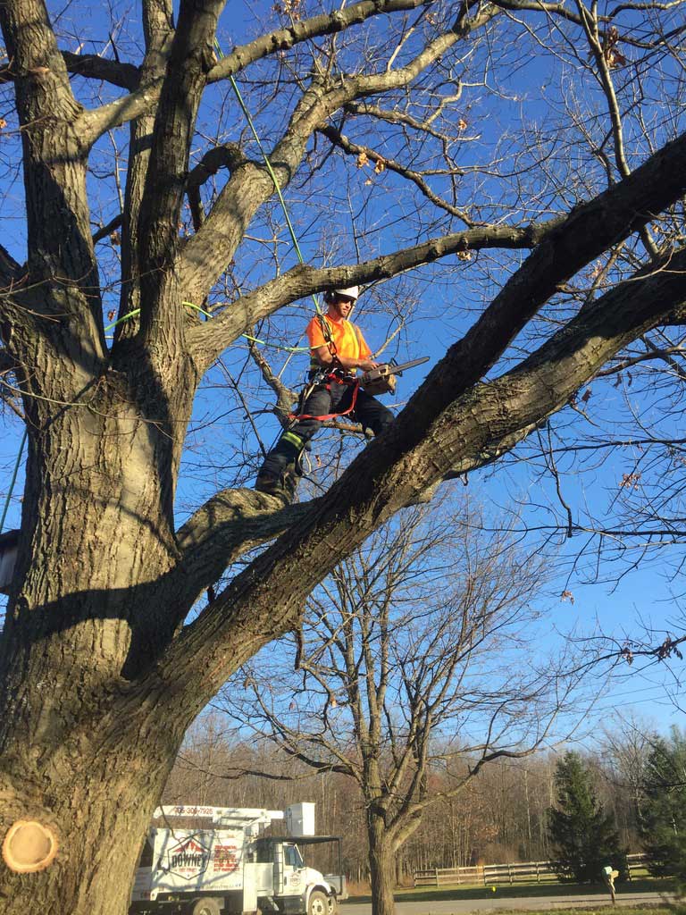 Pruning-Large-Oak-Snow-Valley