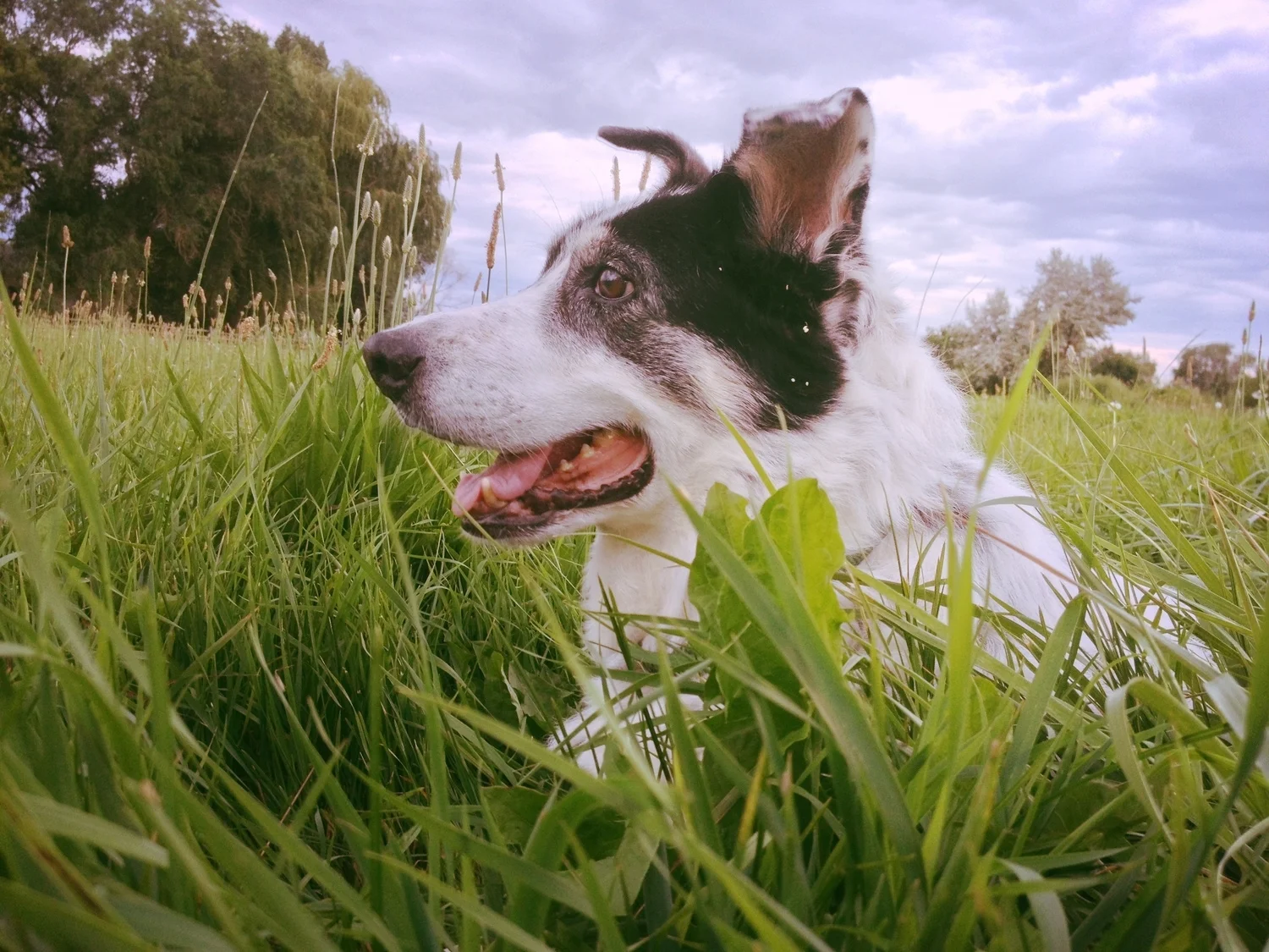 Joe Beartooth: My Partner in Crime