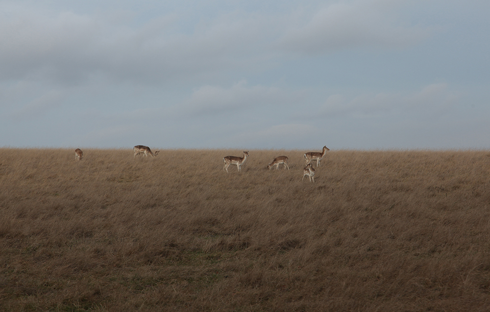 Wild deer in Scotland