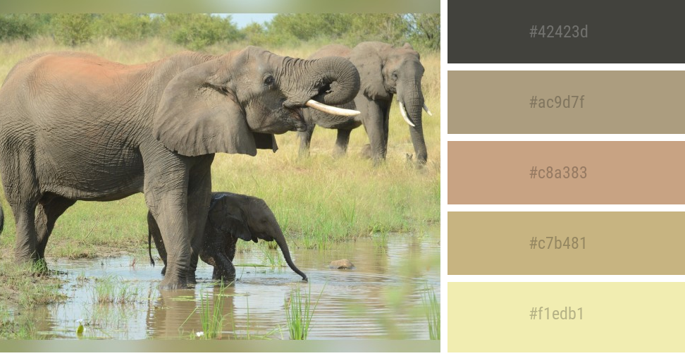 african safari color palette
