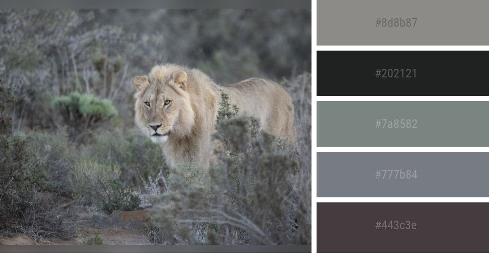 african safari color palette