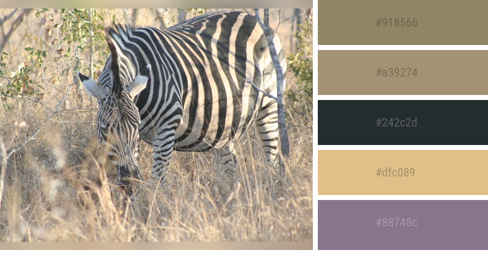 african safari color palette