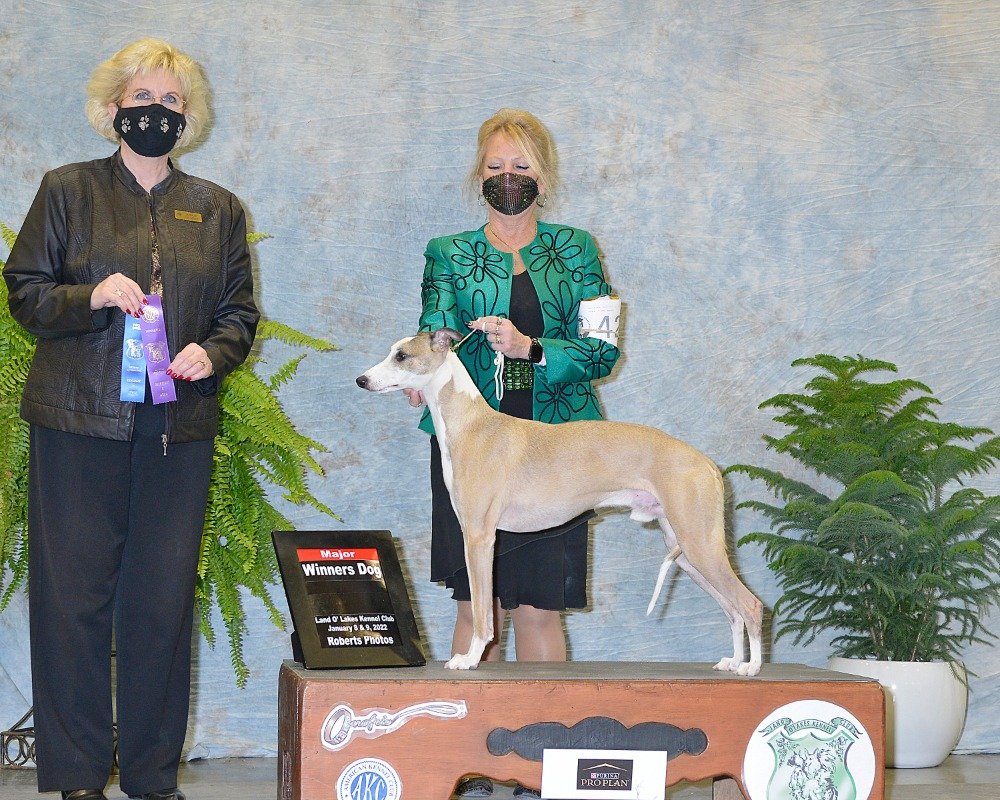 Rowen whippet.jpg