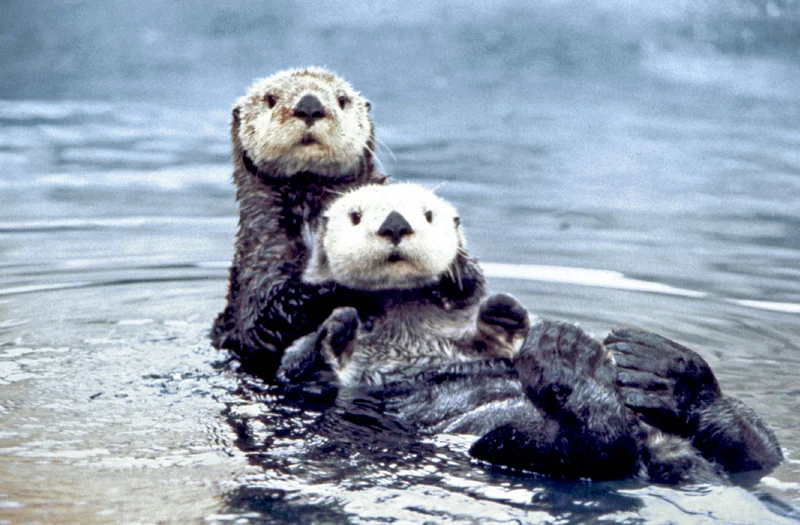 Image from Wikipedia . But you're not looking at this comment. Those things are adorable.