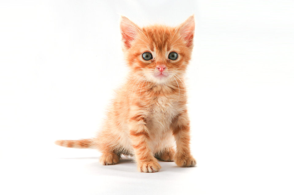 I've written, so kitten. " Retouched Kitty " by Ozan Kilic is licensed under Creative Commons Attribution 2.0 .
