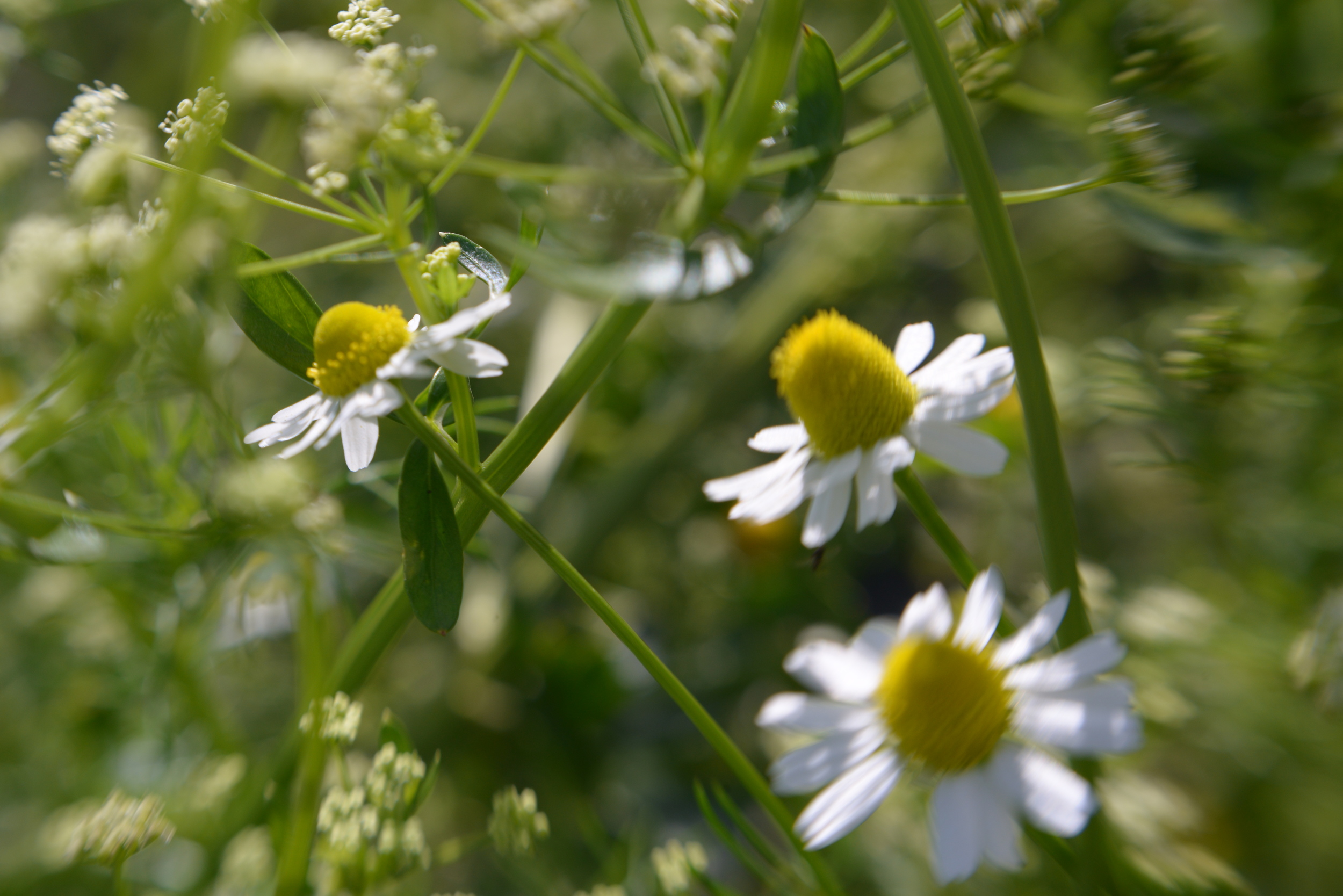 Biorganica Bacab en Playa del Carmen