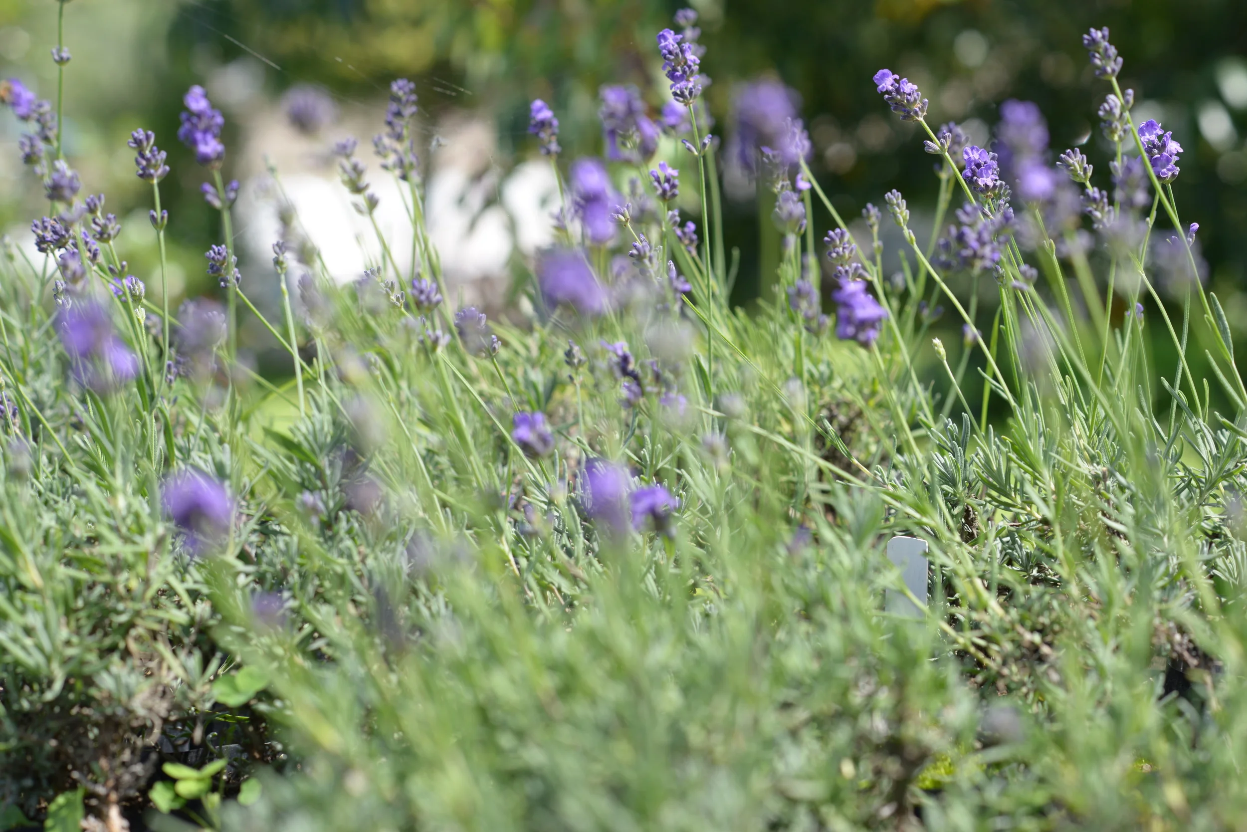 Aceite esencial de lavanda