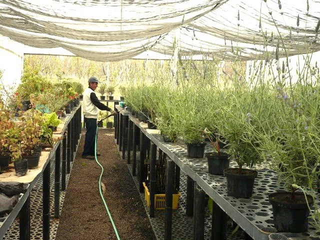 Plántulas de Lavándula Angustifolia Orgánica Aquí.jpg