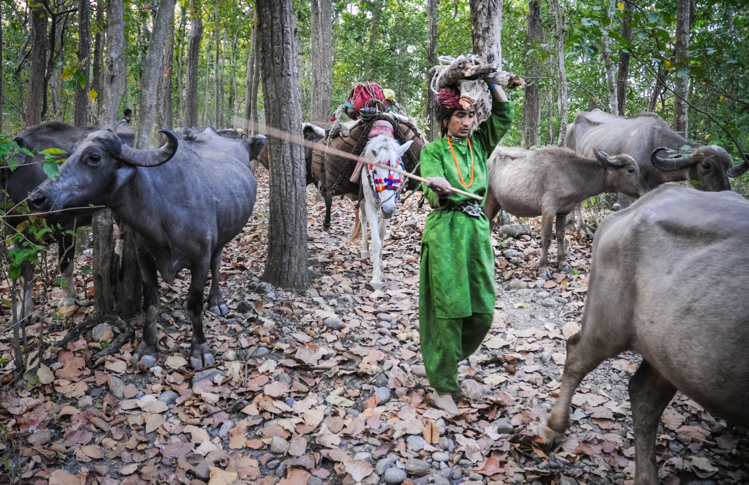 Jamila leads a pack horse, herds buffaloes, and carries firewood...at the same time.