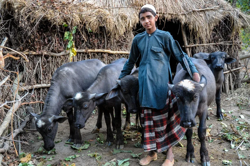 Sharafat, with buffalo calves