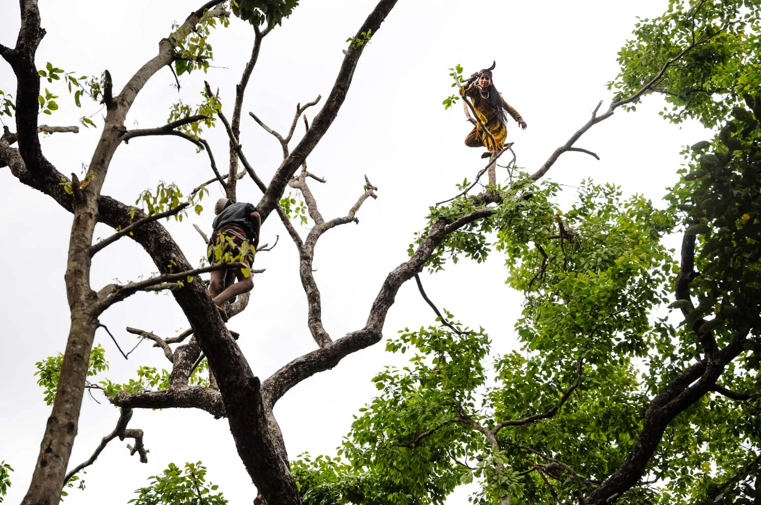 Dhumman's neice, 17-year-old Mariam, lops leaves, about 50 feet off the ground.