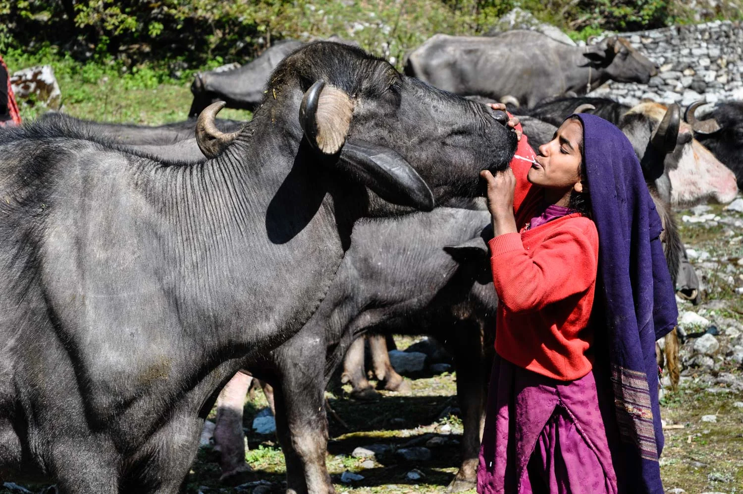 Bashi gives this buffalo a taste of its own milk, by spitting some from her mouth into its mouth. This relaxes the animal, so it gives milk more easily.