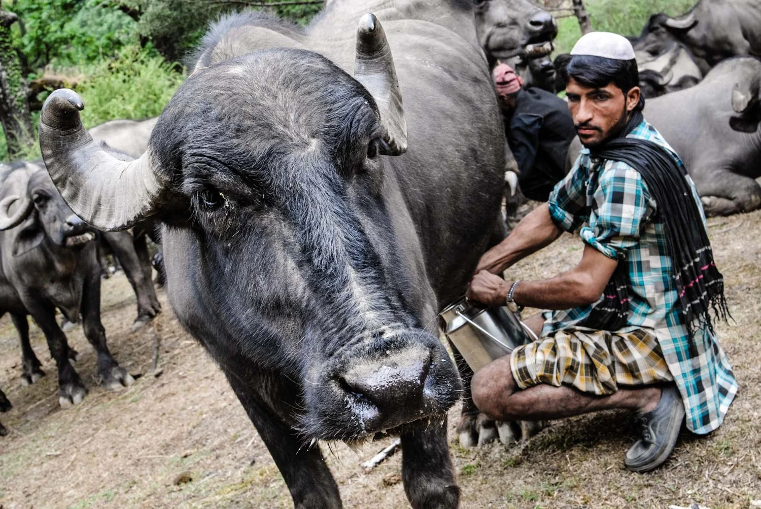 Dhumman's nephew, Chamar, milking a buffalo