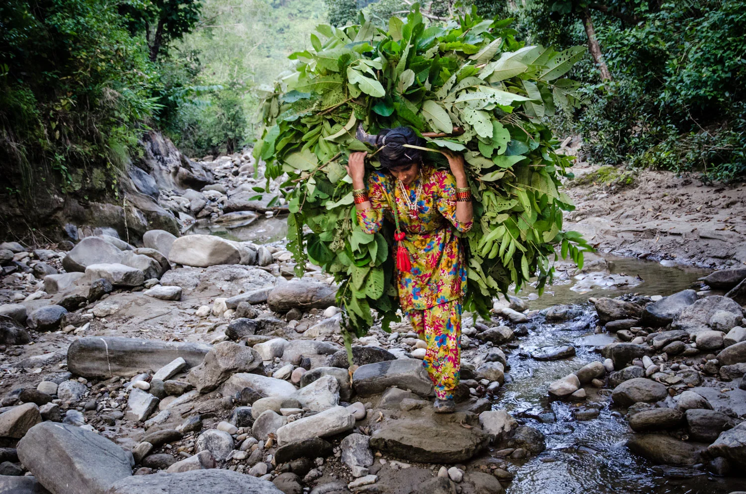 Bashi - in October, 2012, hence the water and greenery - hauling leaves through the Shivaliks for her family's calves.