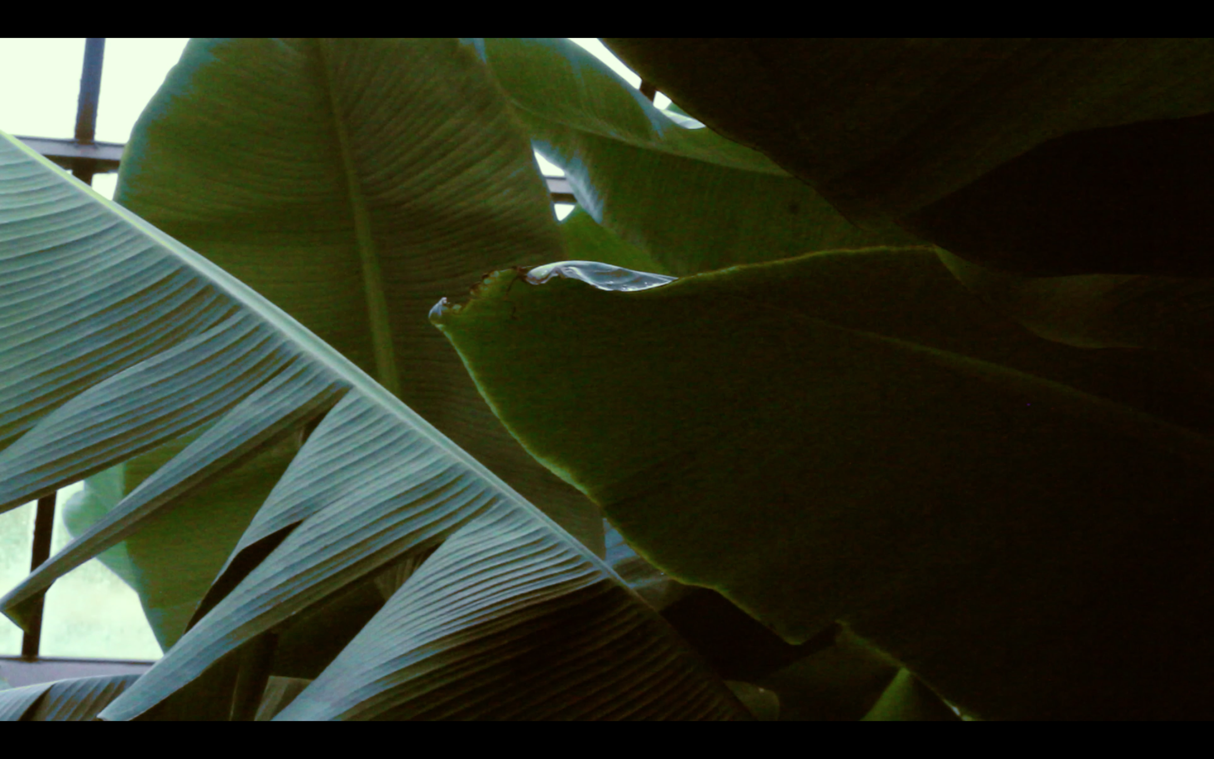 'Glasshouse' still
