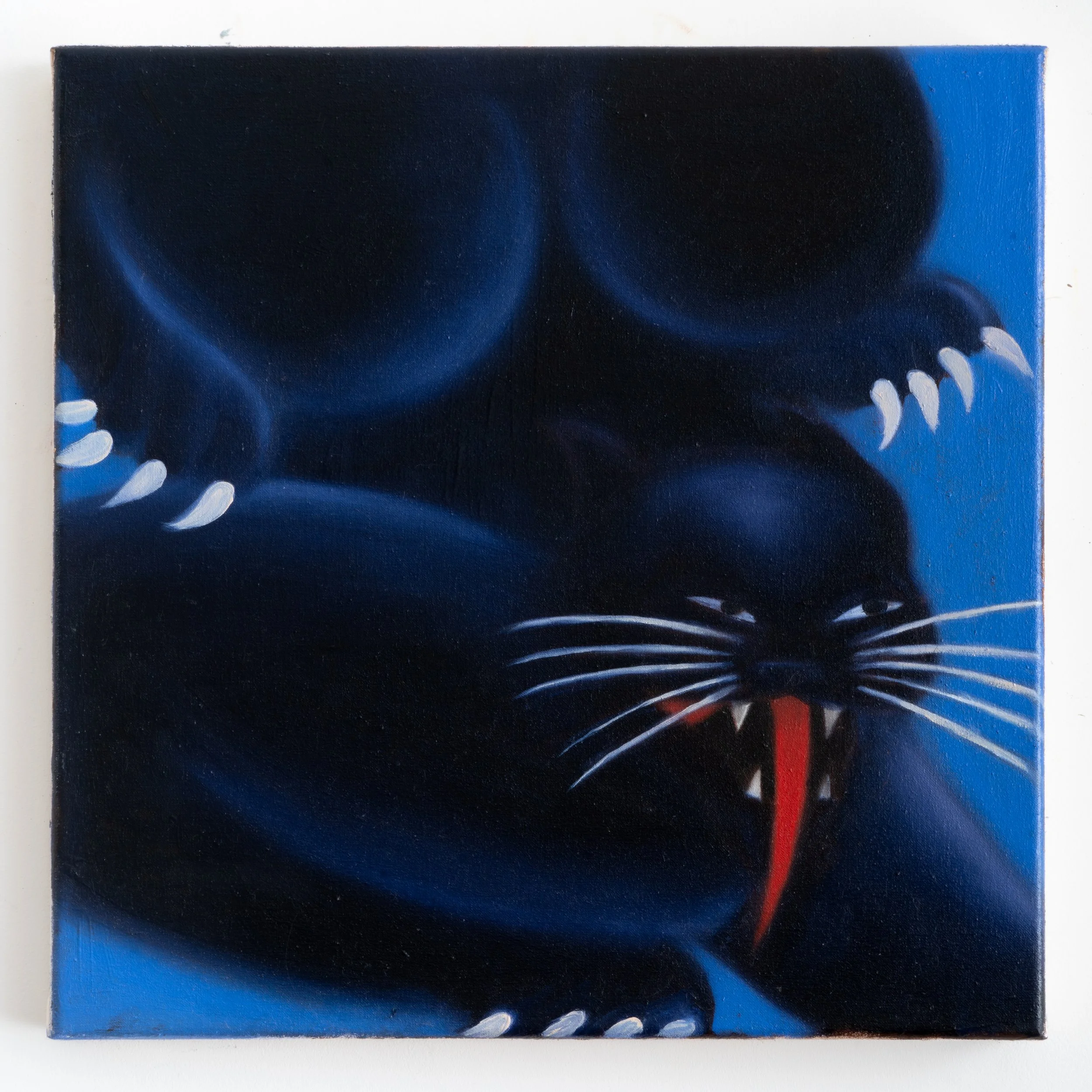 'Blue Leopard'