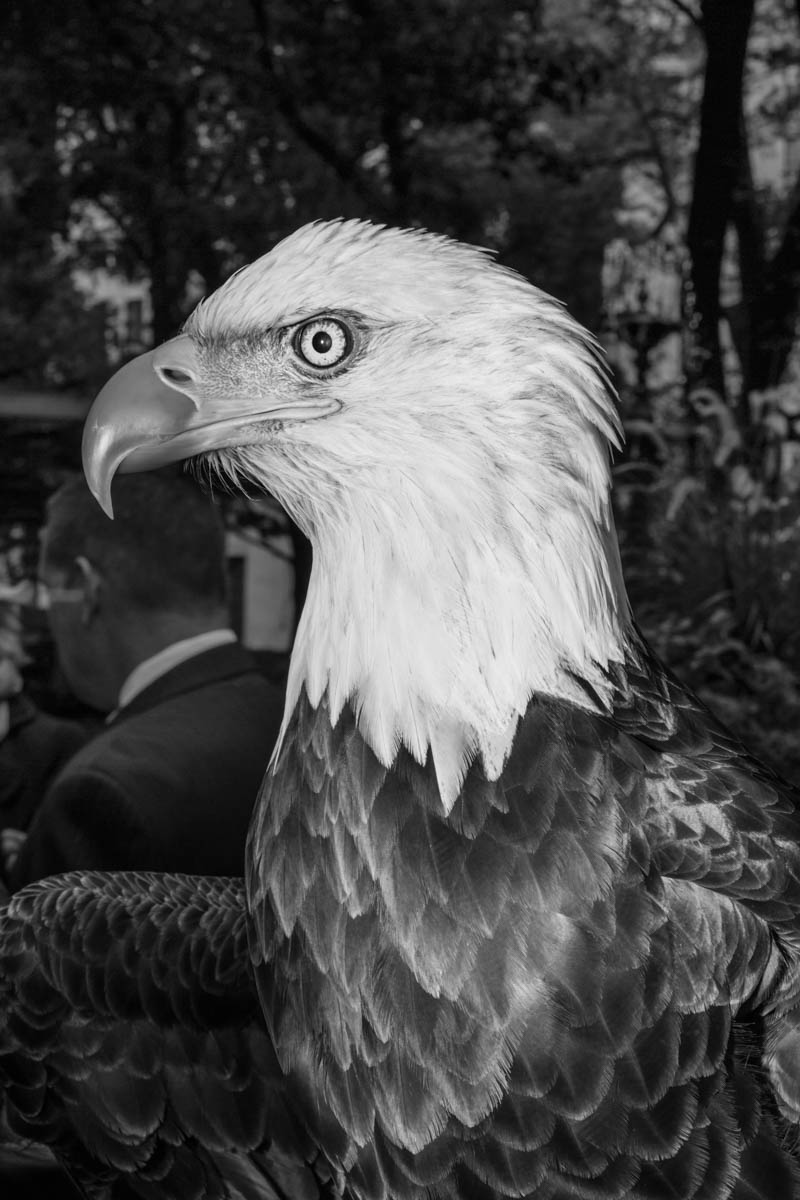 11 Nov 2015 - New York City - A bald eagle is presented at America's Parade on Veterans Day.