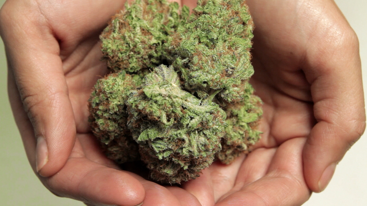 TJs-Organic-Gardens-Cannabis.jpg
