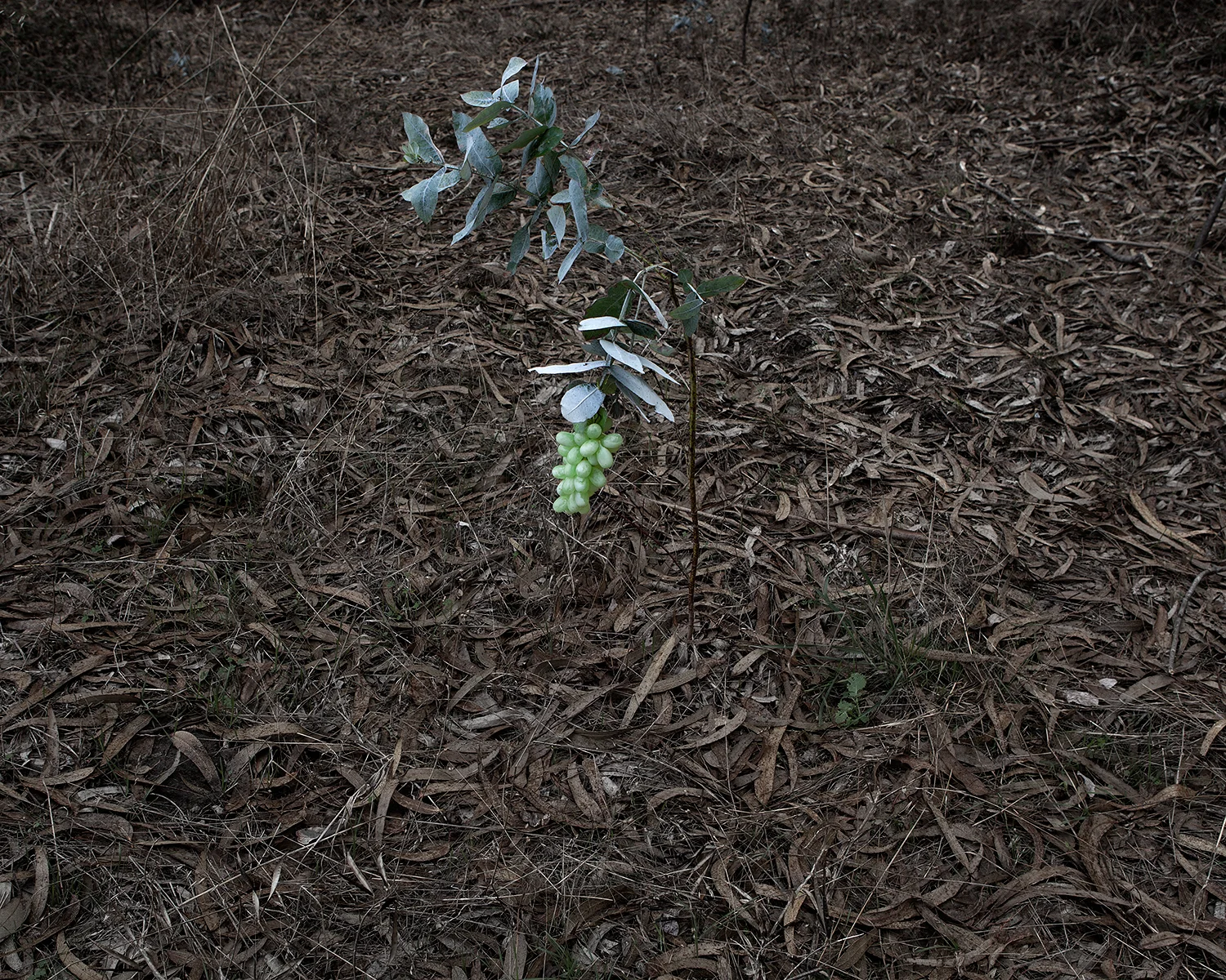 Untitled (Grapes)