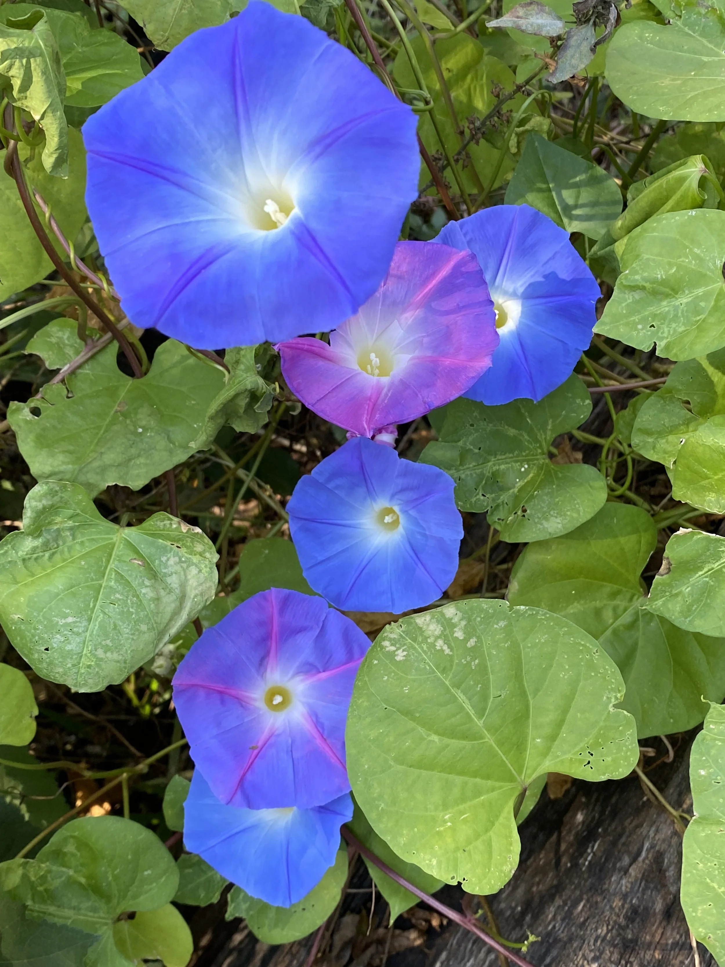 IMG_6529.jpeg