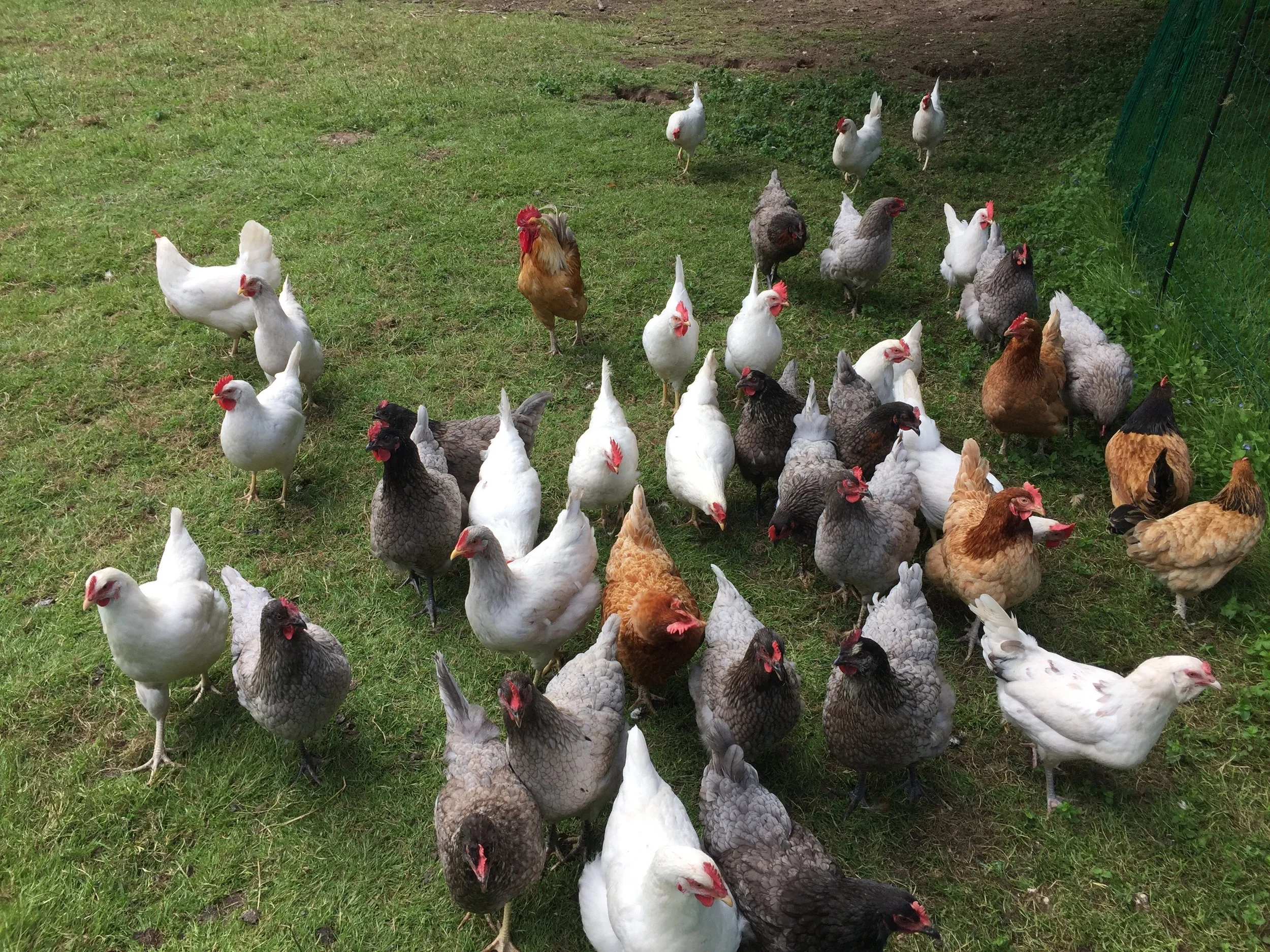 Chicken Camp Application — Domesticated Manners